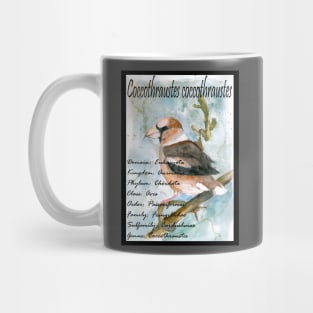 Hawfinch Mug